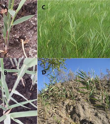 Contrasting patterns of genetic and phenotypic divergence of two sympatric congeners, Phragmites australis and P. hirsuta, in heterogeneous habitats